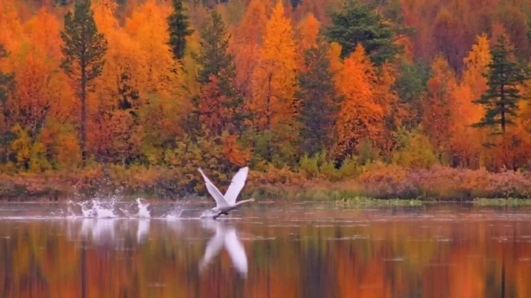 Natur – Fliegender Schwan im Herbst über dem See Immeljärvi