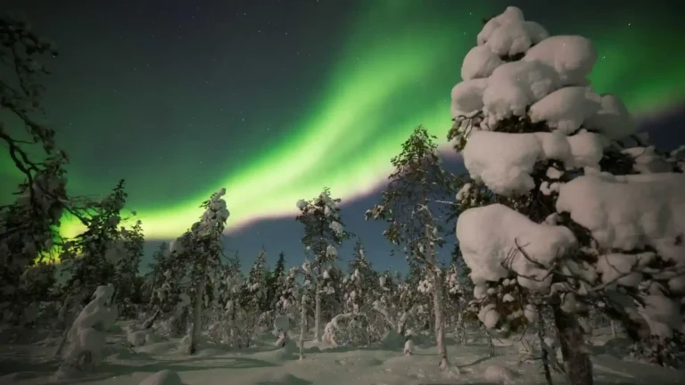 Natur – Polarlichter und verschneite Bäume
